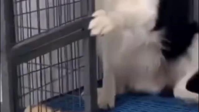 Funny dog video