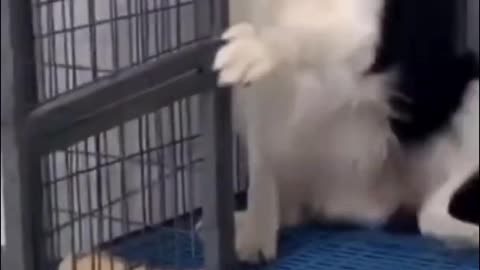 Funny dog video