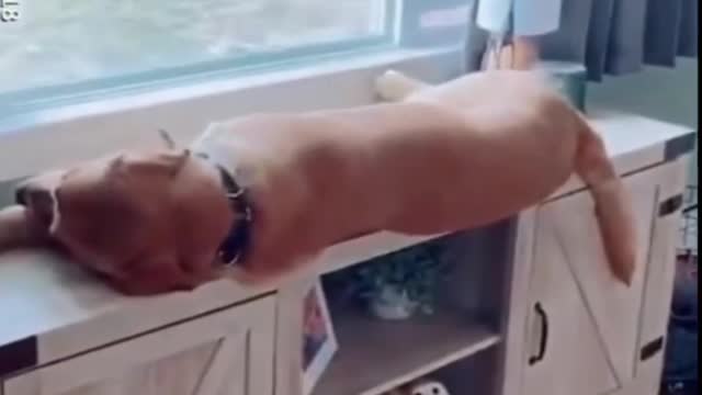 This dog is just chilling on the window sill