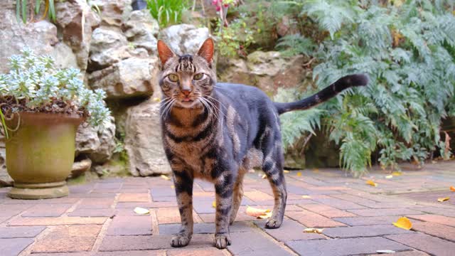 Pet Cat Standing On The Brick Floor Of A Garden