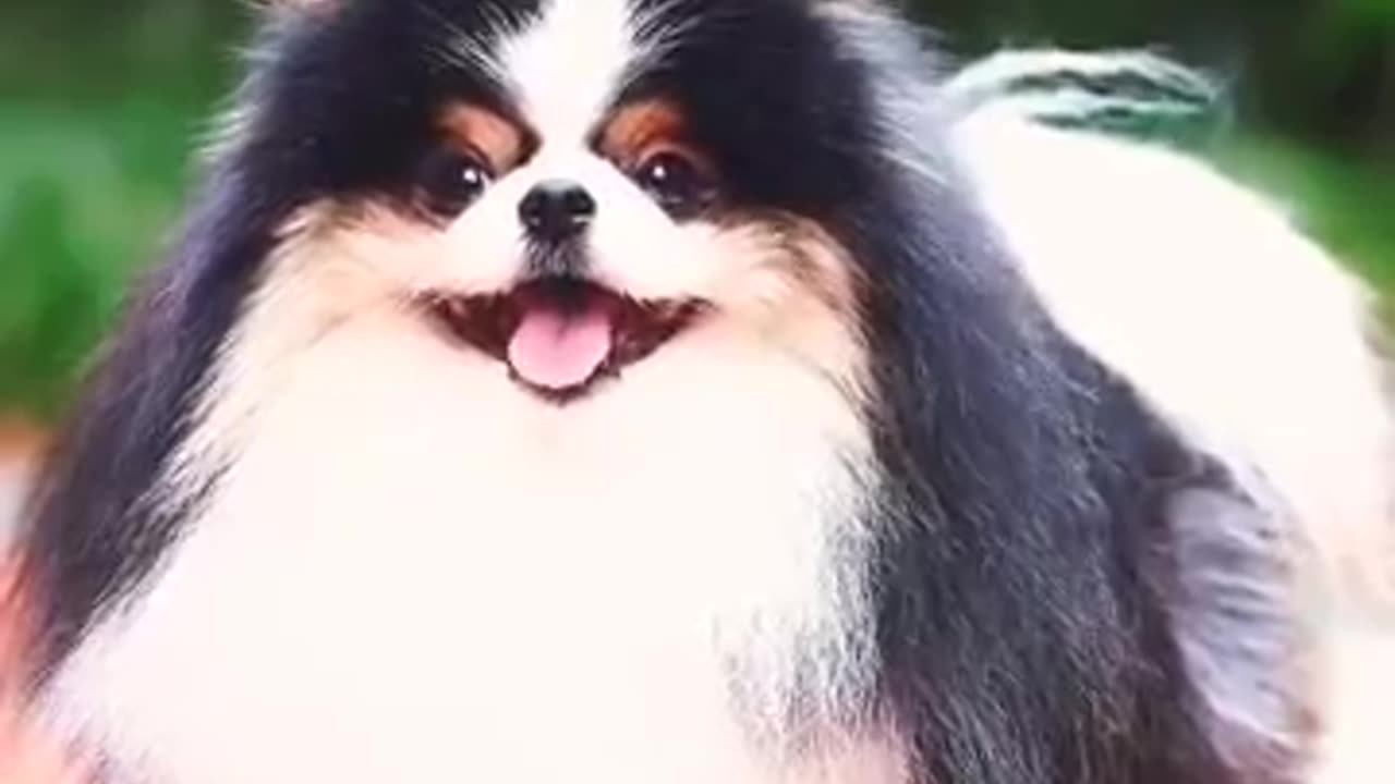 Pomeranian