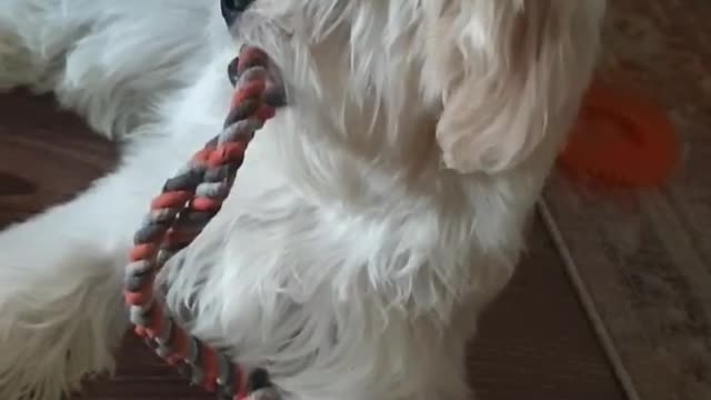 This little puppy likes rope