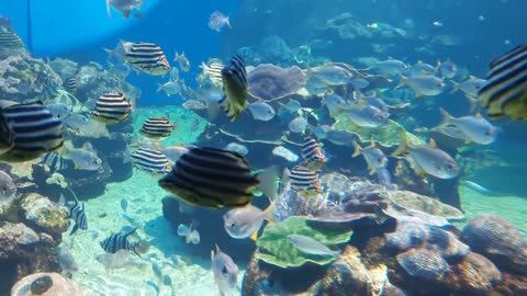 Fish Aquarium Water