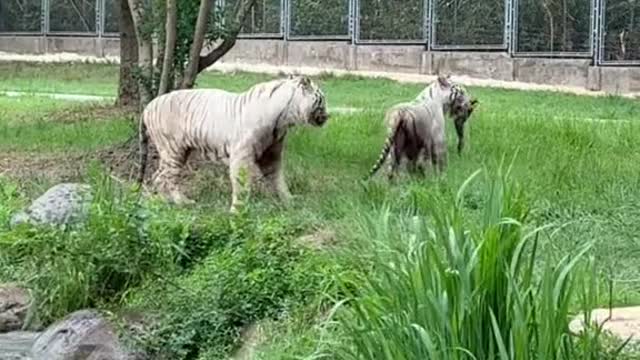 tigers