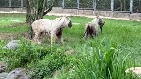tigers