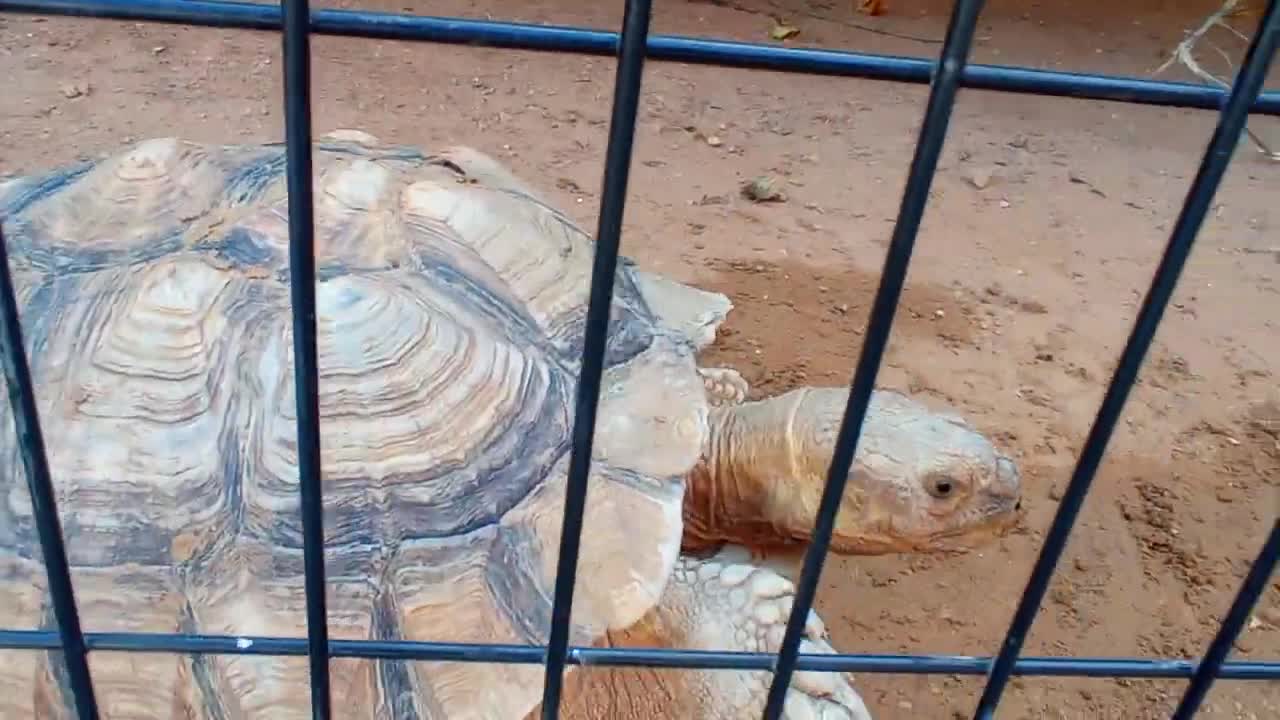 HUGE FAT TORTOISE TRYING TO ESCAPE AFTER TORTOISE STEALS HIS FOOD SPIKE GOES CRAZY-6