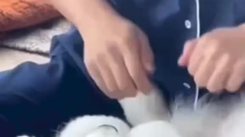 Funniest Dogs 🐶 | Funny Animal Videos