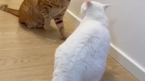 Cats fight video.