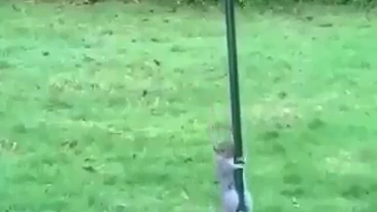 Squirrel Climbing The Pole Then Sliding Down #shorts #viral #shortsvideo #video