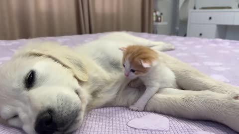 Tiny Kitten Wakes Up Golden Retriever Puppy