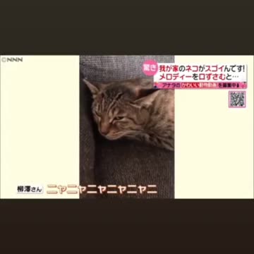 Cute cat singing a song