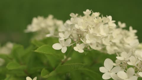 Beautiful flowers