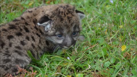 Rescued Florida Panther Kitten!