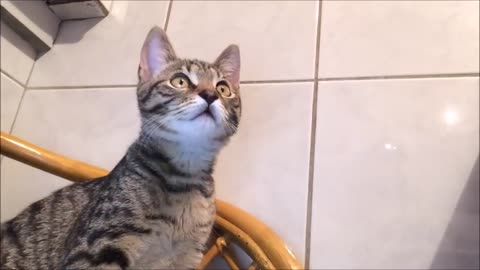 Omar Arnaout | Funny pet video with my cats 😆