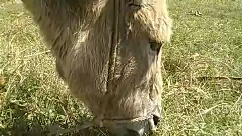 Wildlife