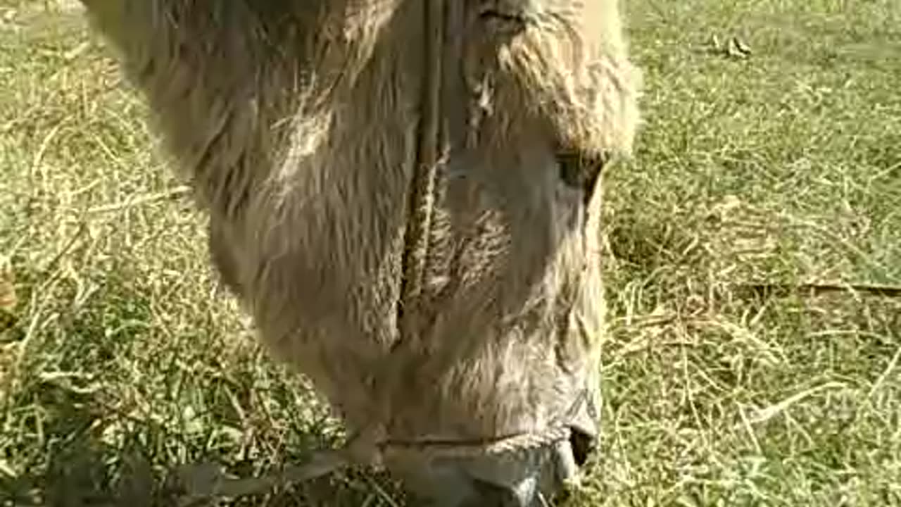 Wildlife