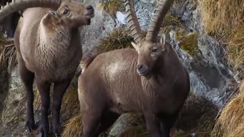 ¡¡¡ Estas CABRAS de montaña Desafían a la MUERTE !!!2