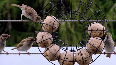 A fluffy funny bird feeding