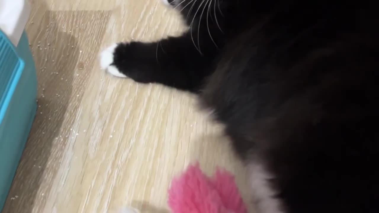 Cat brought me her toys with meowing early in the morning.