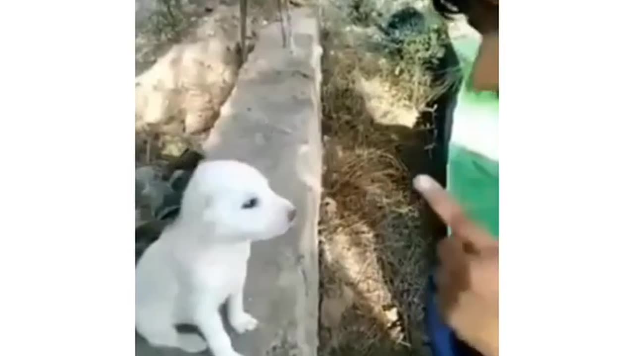 Dog Funny