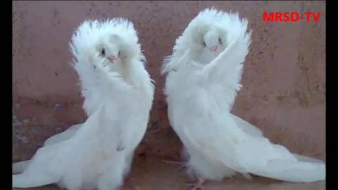 World Most Beautiful 45 Pigeons and doves Birds In The World