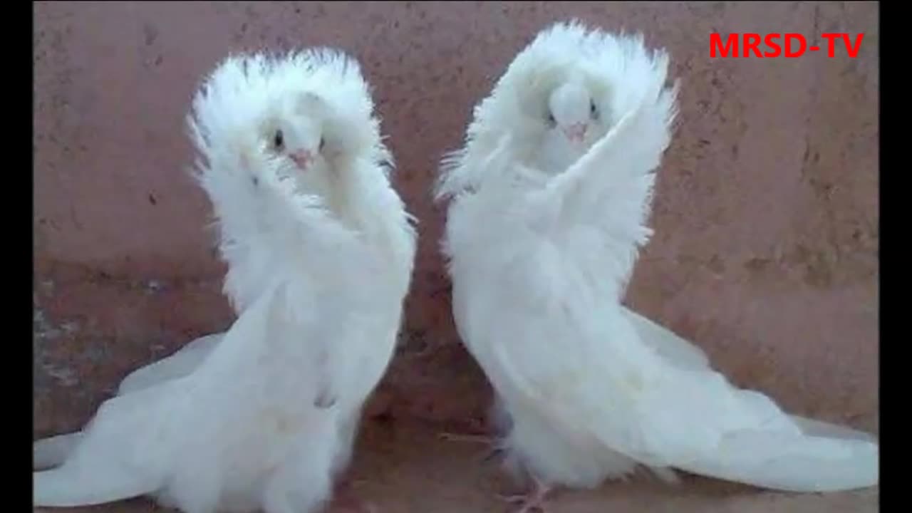 World Most Beautiful 45 Pigeons and doves Birds In The World