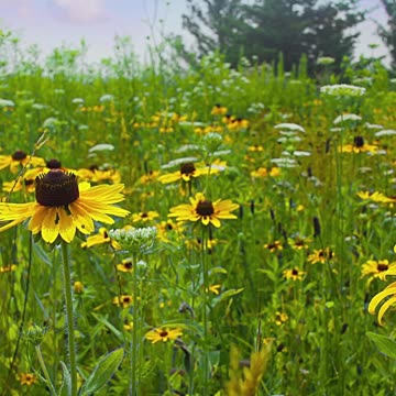 Guided Loving-Kindness Meditation for Compassion 💖 #meditation #kindness #shorts