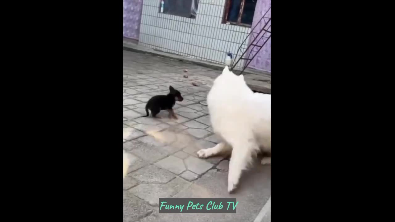 Funny Animal