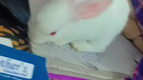 Rabbit and notebook