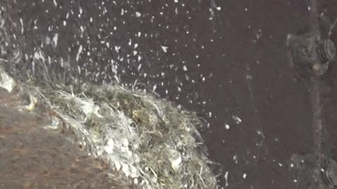 Bird Nest