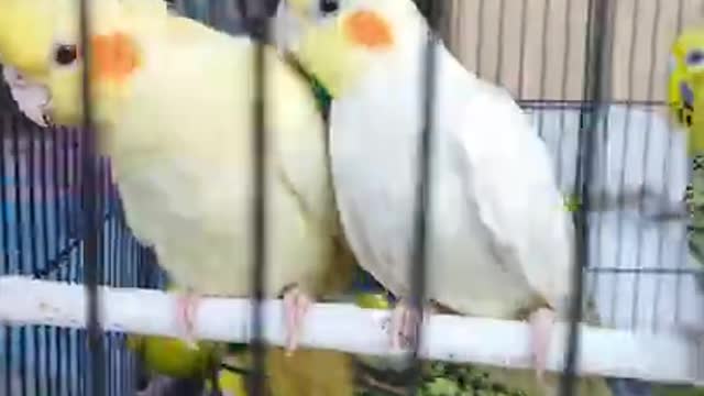 cockatiel 😍 cockatiel birds