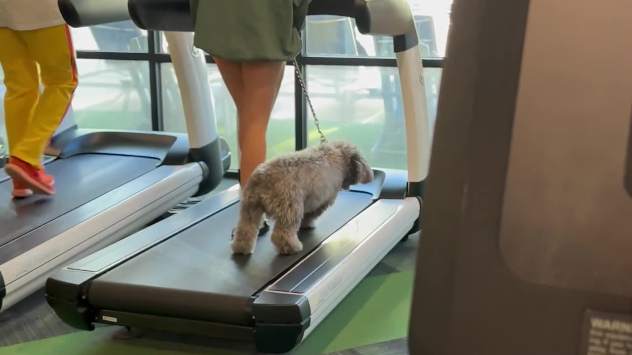 Puppy Is The Best Gym Buddy