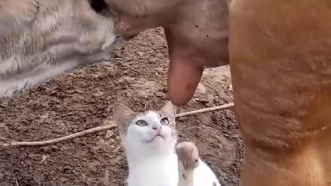 cat want to drink cow's milk 🐄🐄