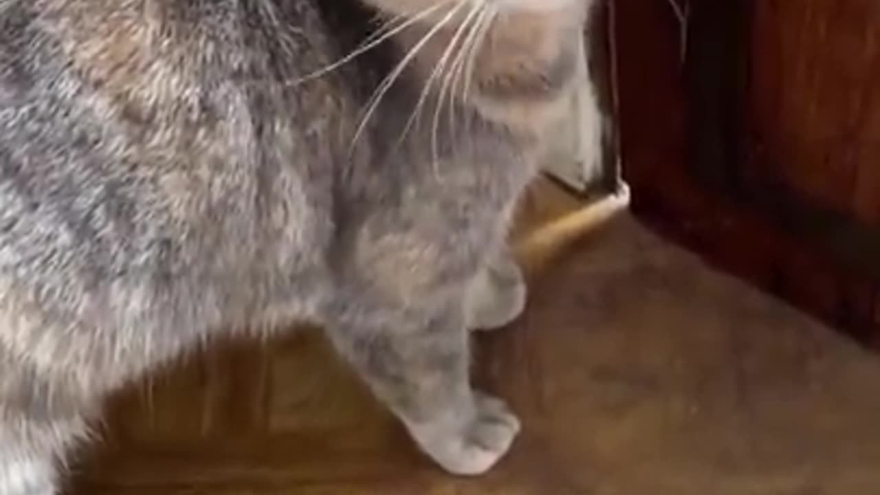 cat vids
