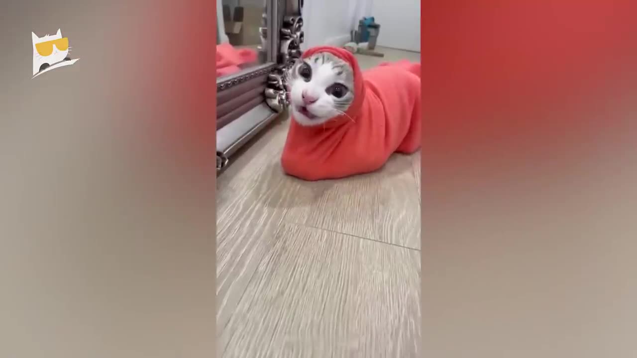 Funniest moments of cats and dogs :)