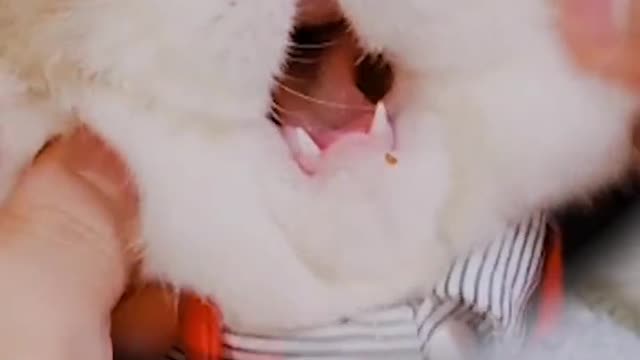 cat White-Knead face