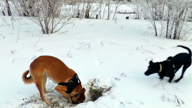 Winter dogs hunting