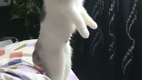 Super cute dog.