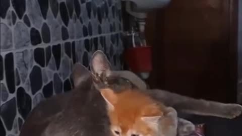 Cat Mom cleaning her babe cat