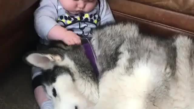 Babies and puppies