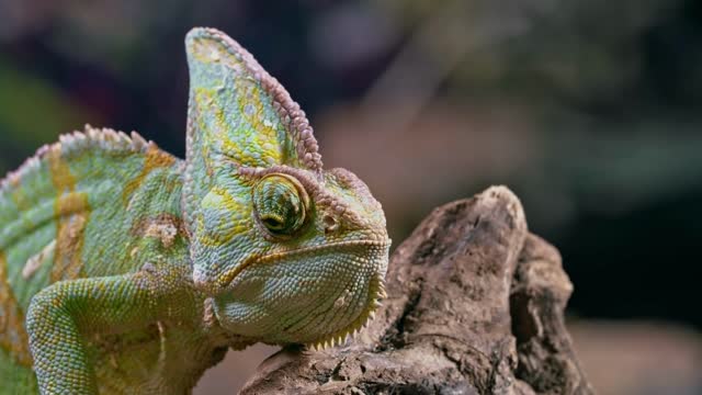 Chameleon, as if you see it for the first time