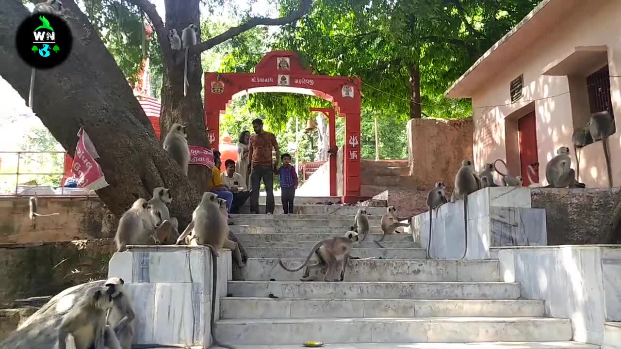 bandar ki awaaz / langur ki awaaz / monkey ki awaaz / monkey sound