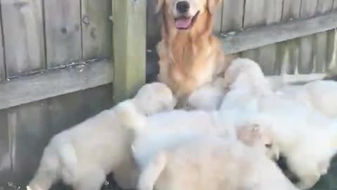 Cute puppies