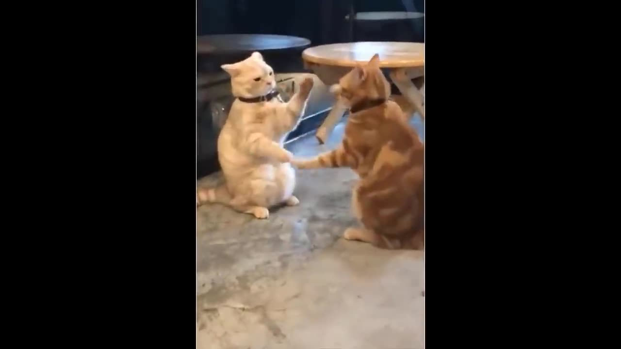 Funny cat