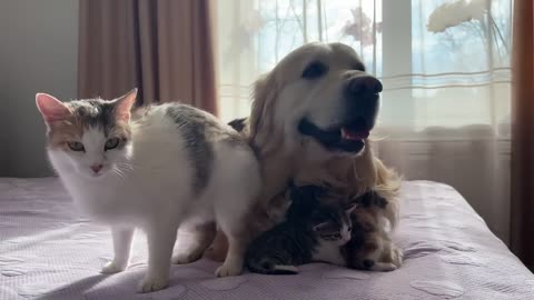 Mom Cat Entrusts Her Babies to a Friendly Golden Retriever