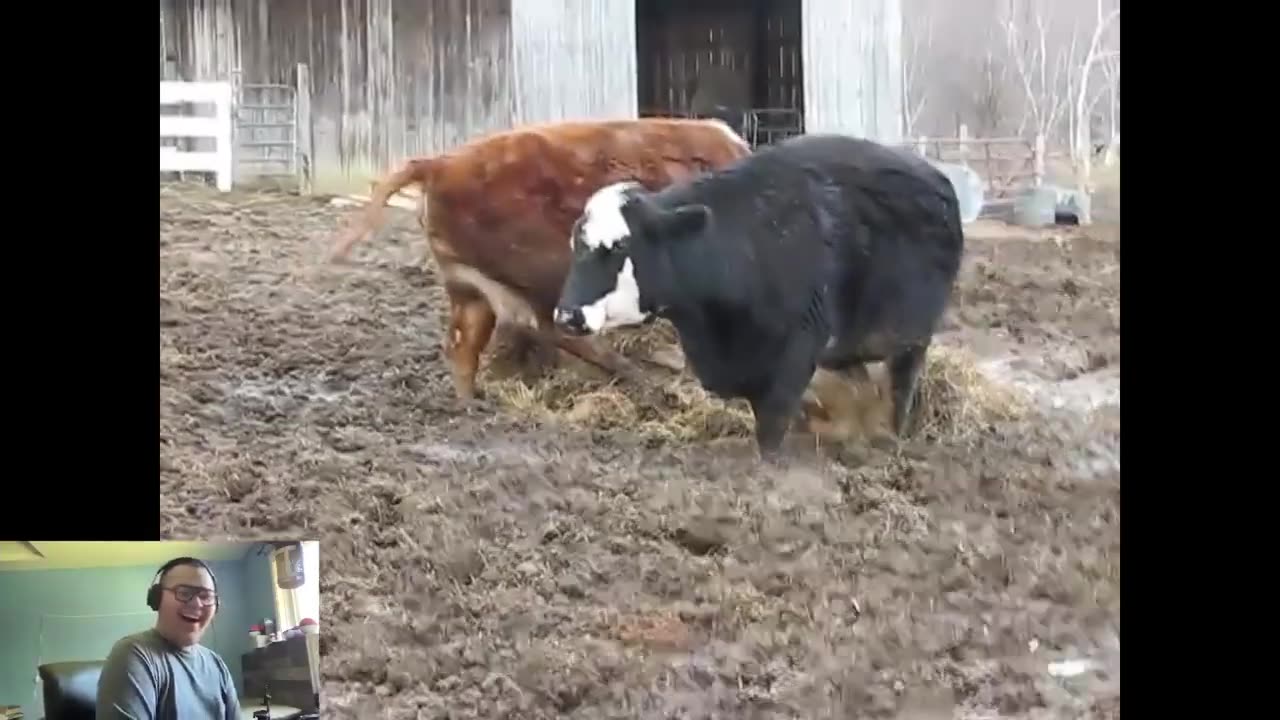 Jayson Antonio Berg Reacts to Cows Pooping (And Likes It)