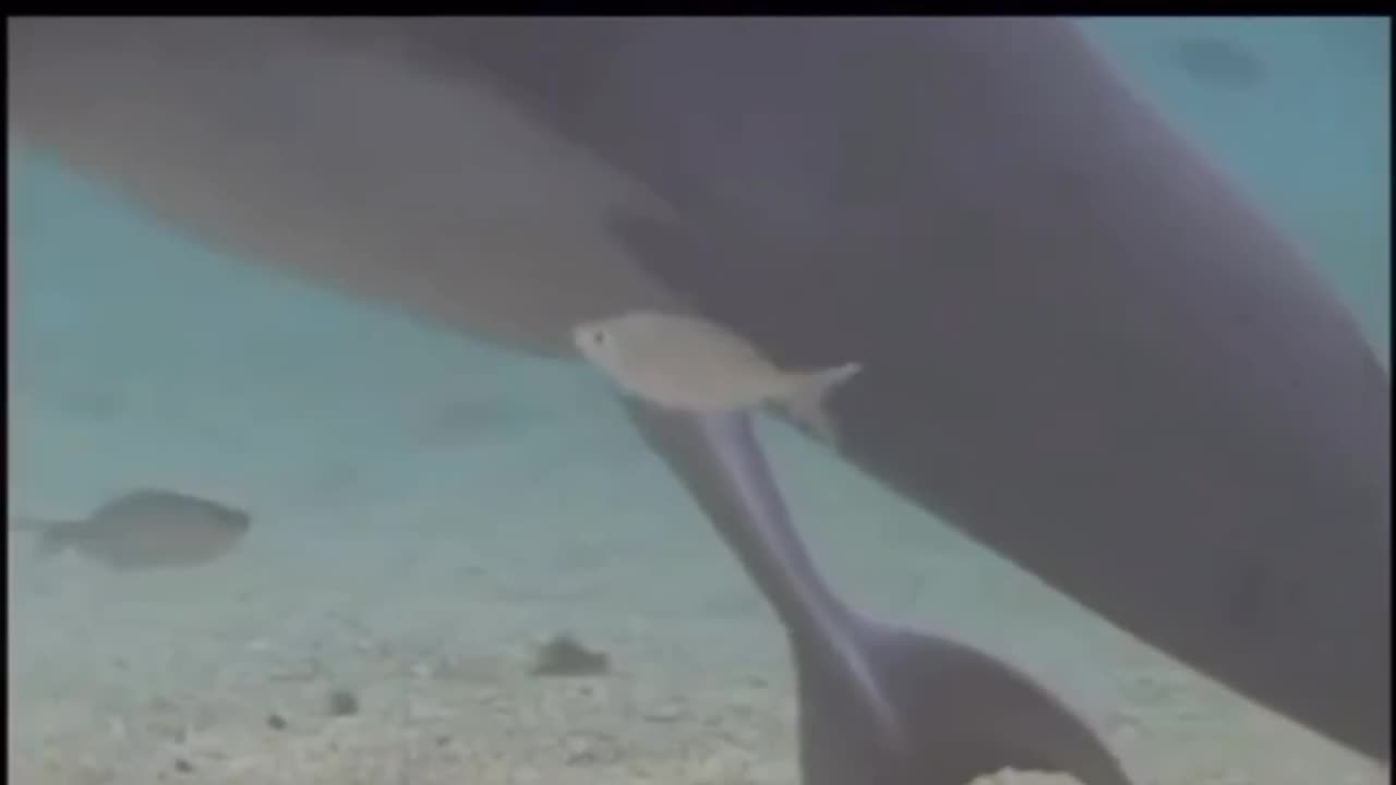 Dolphin birth under water