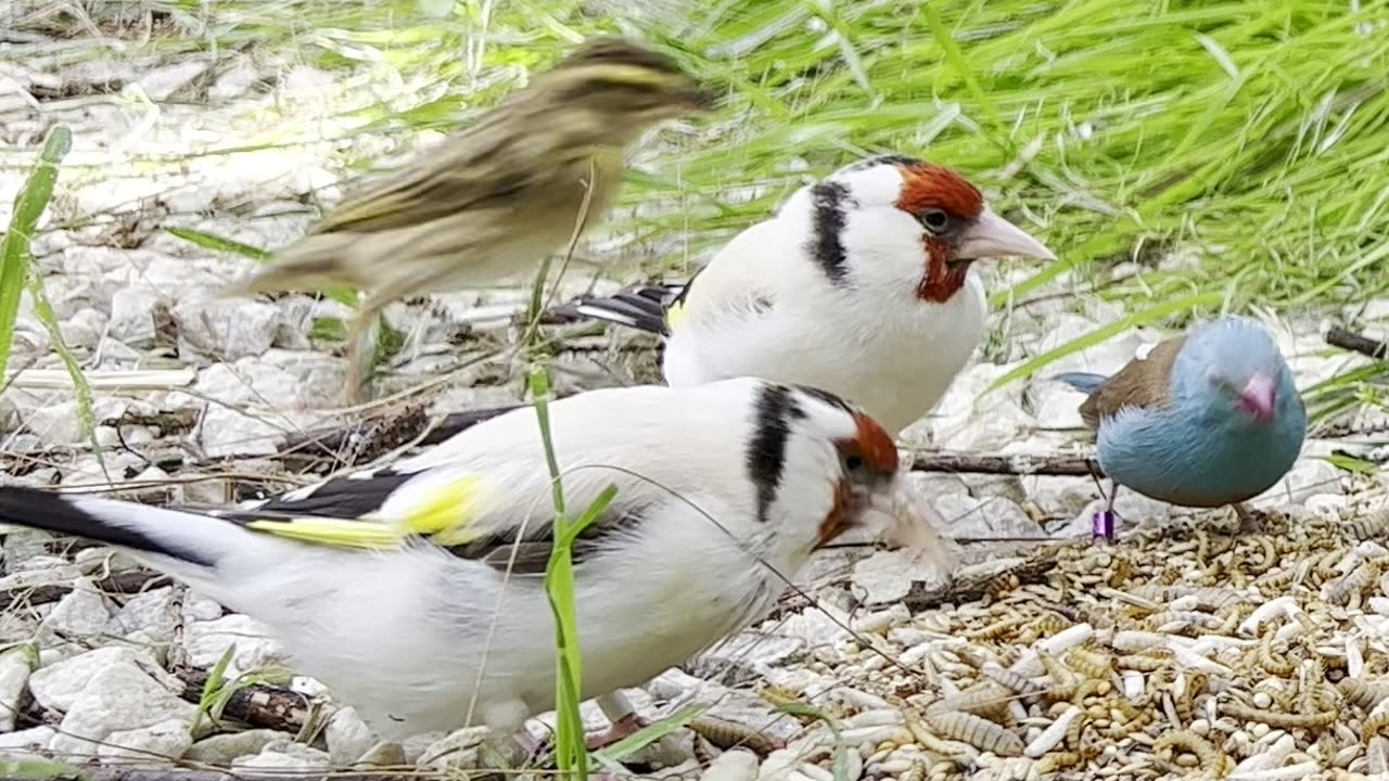 Goldfinches in bird aviary