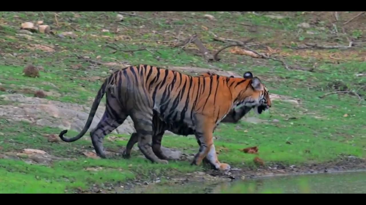 Indian Tiger