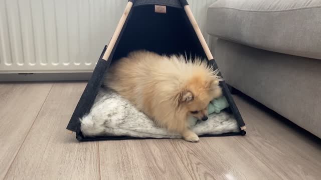 My Puppy Gets a New TEEPEE DOG BEDTENT (PET TENT) Daily Life Routines Episode 7 Pomeranian